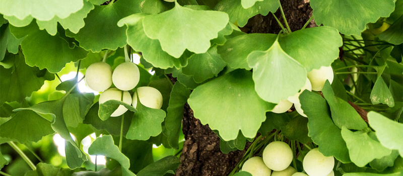 Ginkgo leaves on a tree, symbolizing the mental clarity and focus benefits of Ginkgo Biloba.