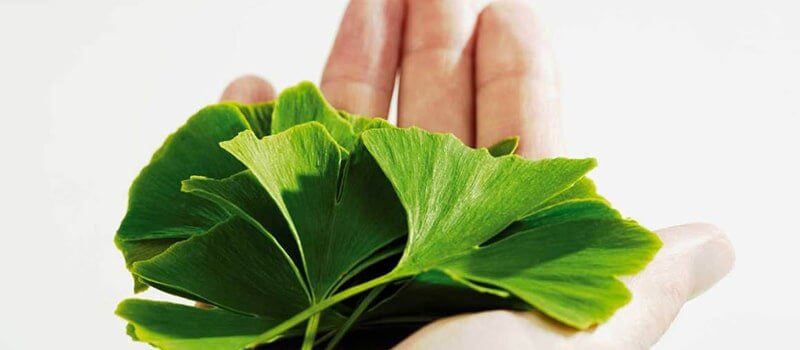 A hand cradles a lush green leaf from the Ginkgo Biloba tree, representing the connection between humanity and nature.
