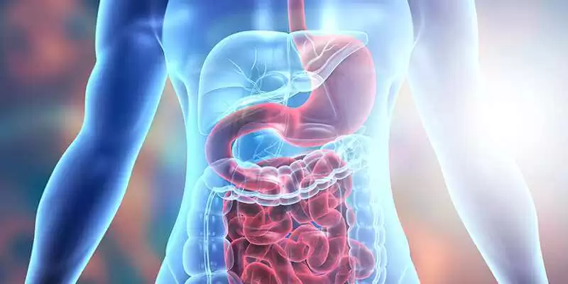show inner system of the body